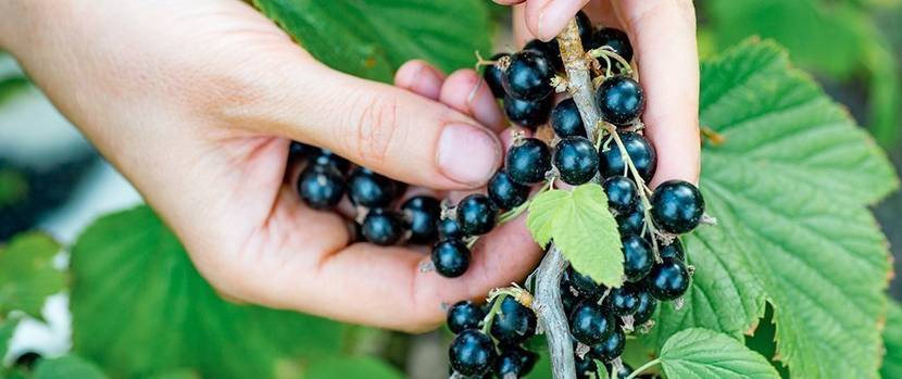 beeren-johannisbeeren-pflanzen