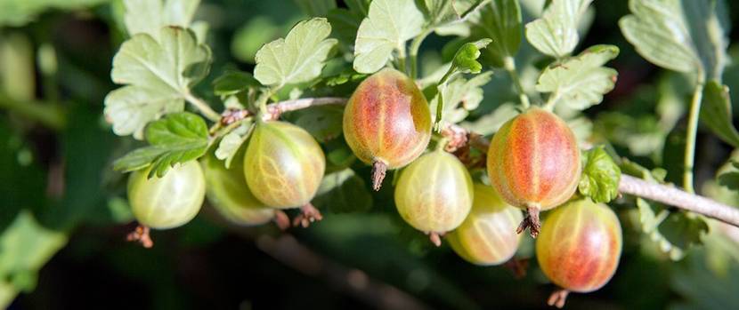 beeren-stachelbeeren-pflanzen