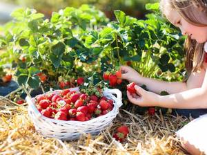 beeren-wann-pfluecken