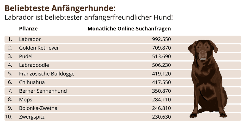 Beliebteste Anfängerhunde Top 10