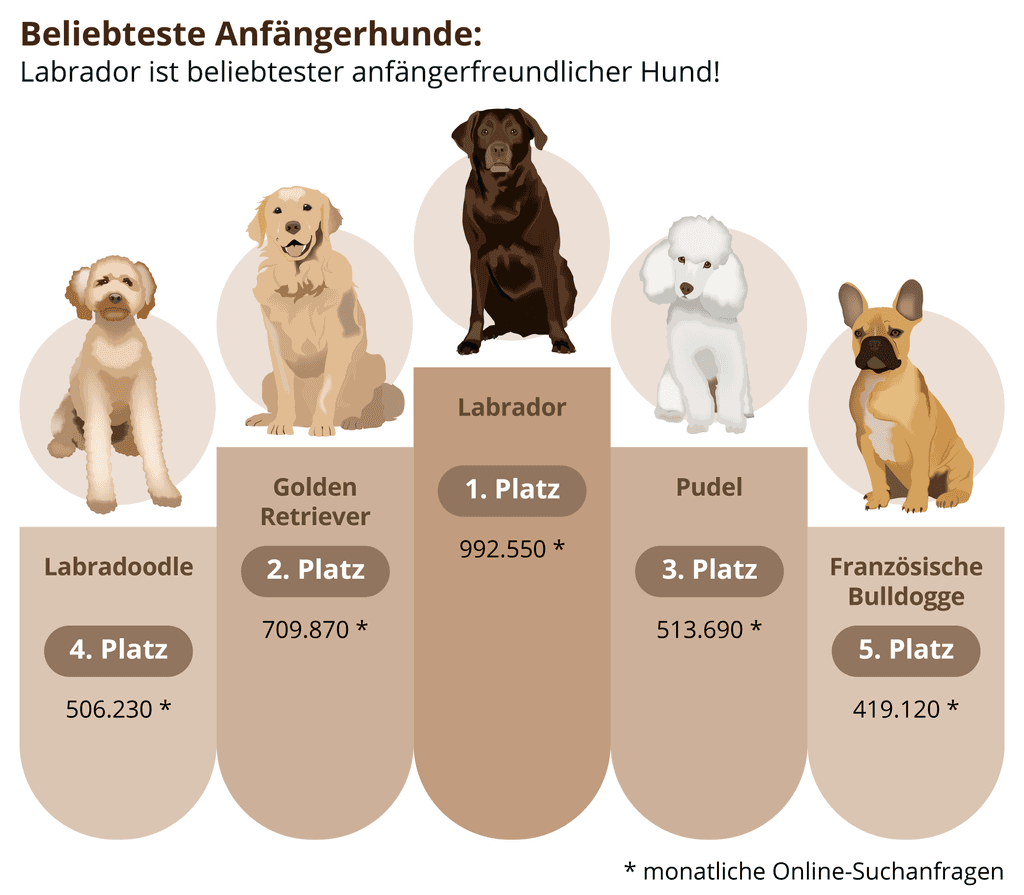 Beliebteste Anfängerhunde Top 5