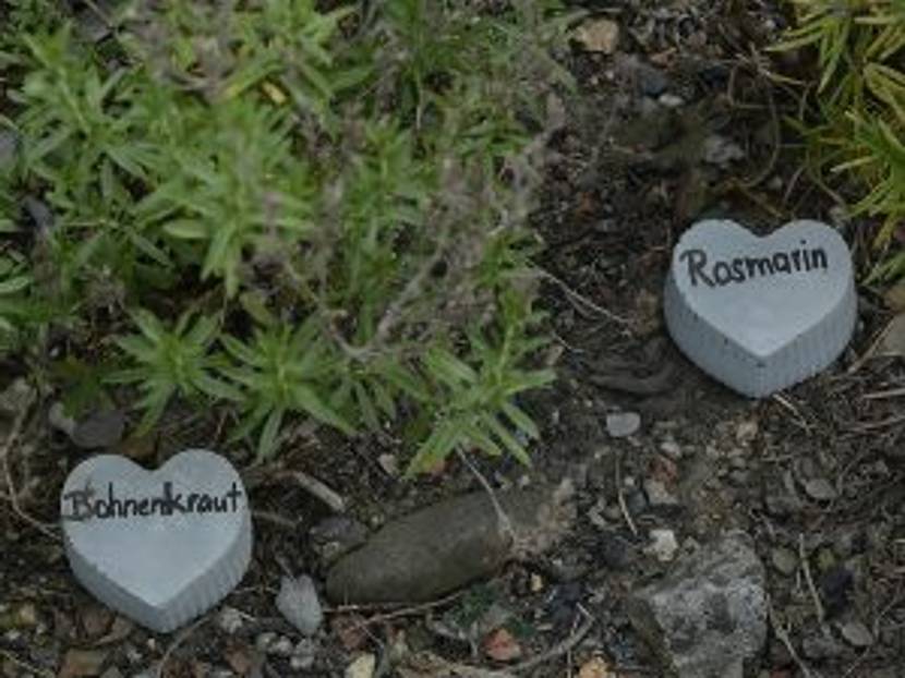 zementherzen im Kräuterbeet