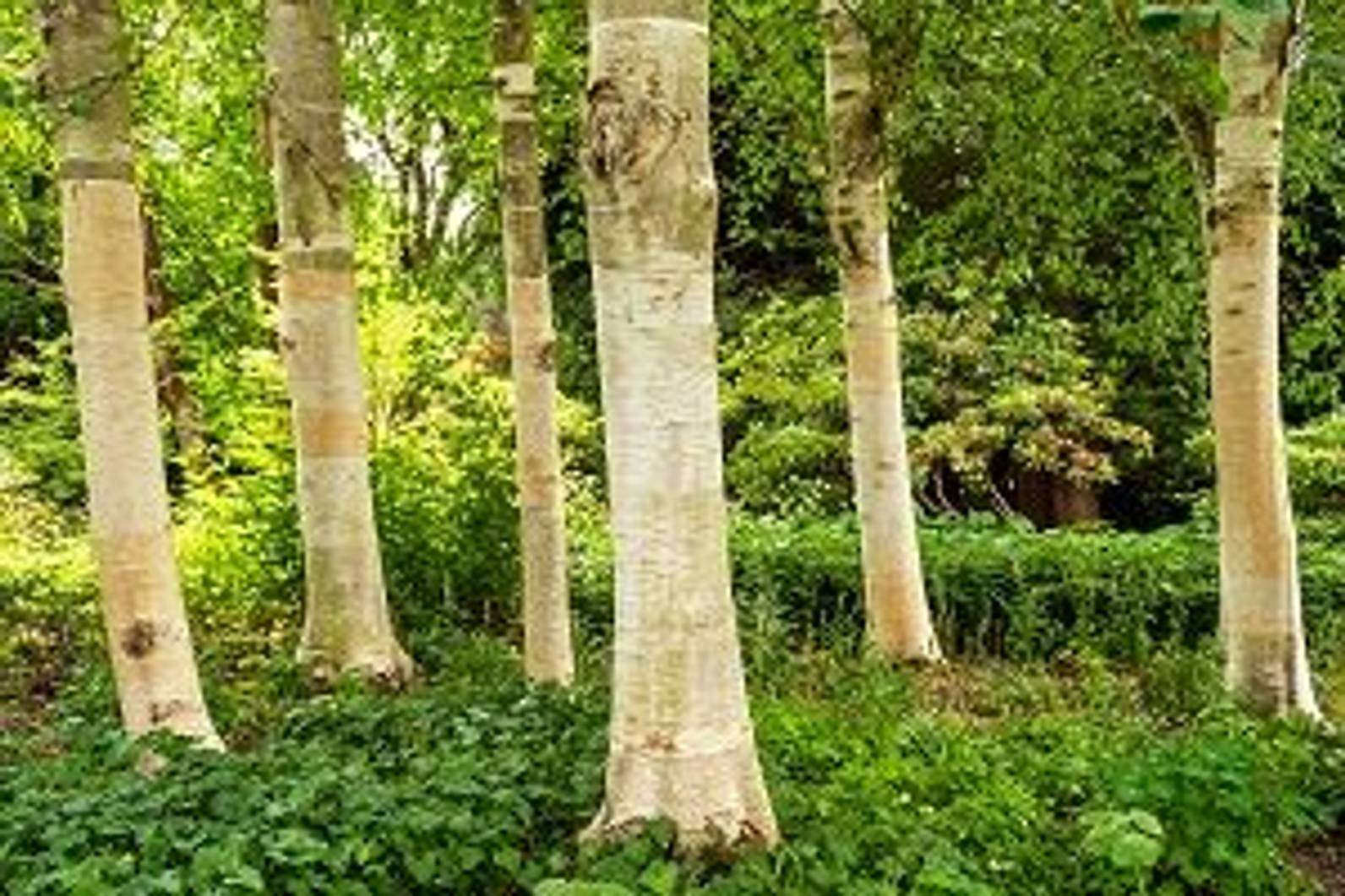 Birke im Garten Auswahl und Pflanzen einer Birke in 4 Schritten