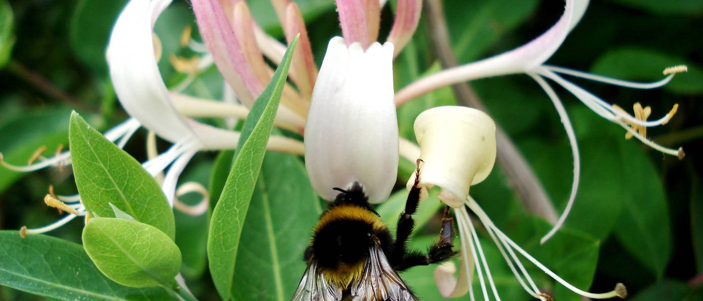 Pflanze Jelängerjelieber 3 Tipps für eine