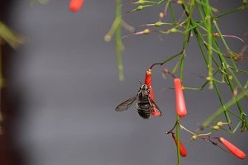 biene an russelia