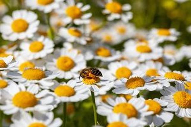 Goldkamille Pflege und Verwendung als Nutz und Zierpflanze