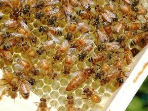 bienen-im-garten-halten-1