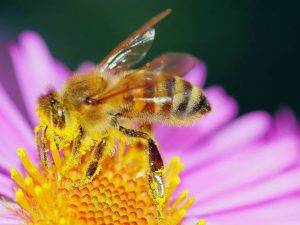 bienen-im-garten-halten-2