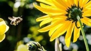 bienen-im-garten-halten-3
