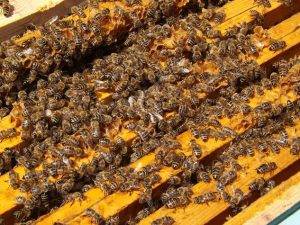 bienen-im-garten-halten-6