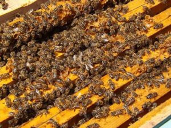 Bienen halten im Garten Tipps für Hobbyimker heimwerker.de