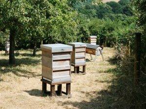 bienen-im-garten-halten-7