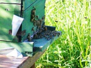 bienen-im-garten-halten-8