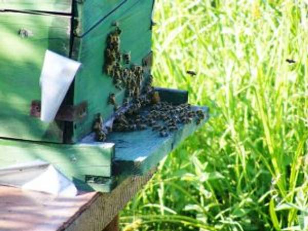 Bienen halten im Garten Tipps für Hobbyimker heimwerker.de