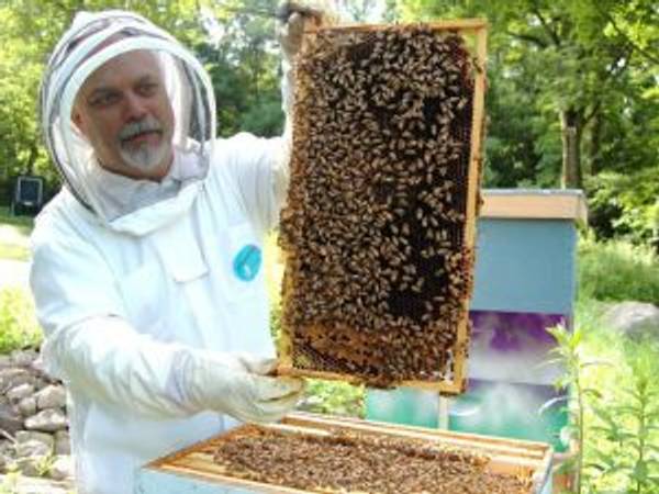 Bienen halten im Garten Tipps für Hobbyimker heimwerker.de