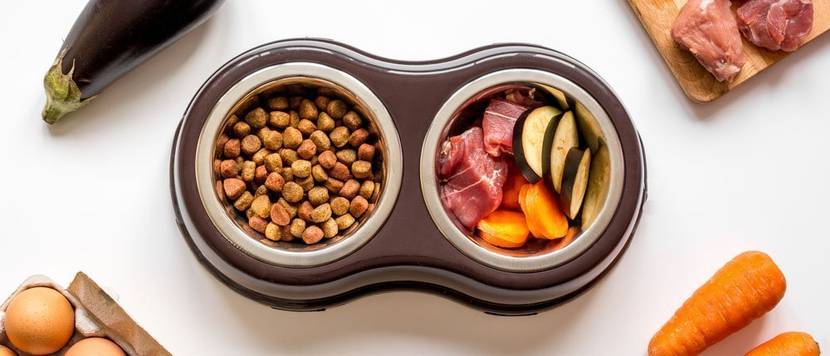 bio-hundefutter test