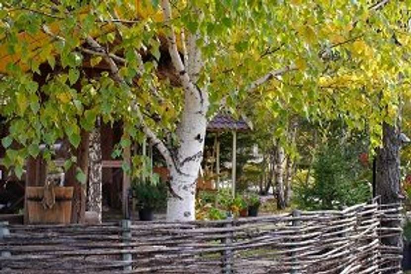 birke hinter gartenzaun