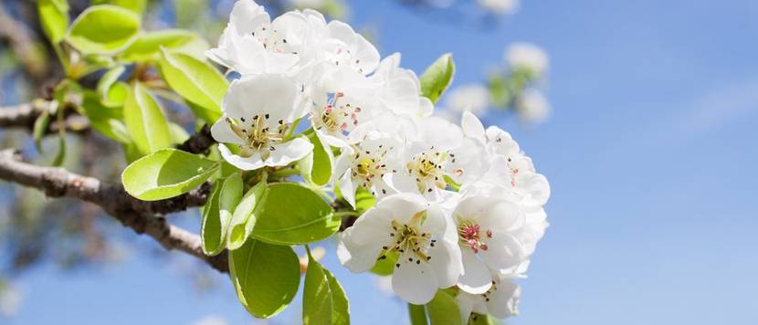 birnenbaum in blüte