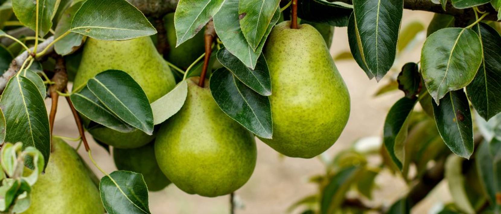 Birnbaum pflanzen 5 beliebte Birnensorten und Tipps zum Anbau
