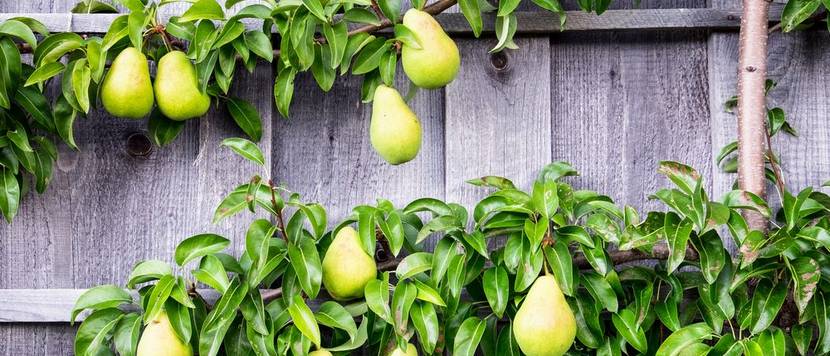 birnenbaum an einer wand