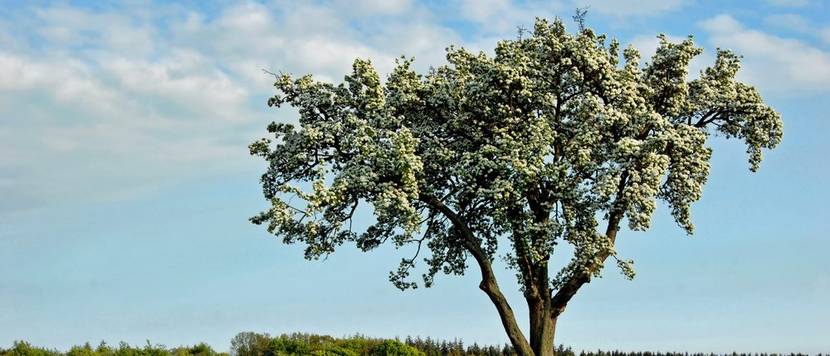 birnenbaum stamm