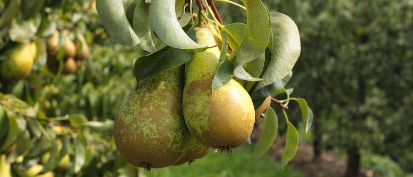 birnenbaum standort