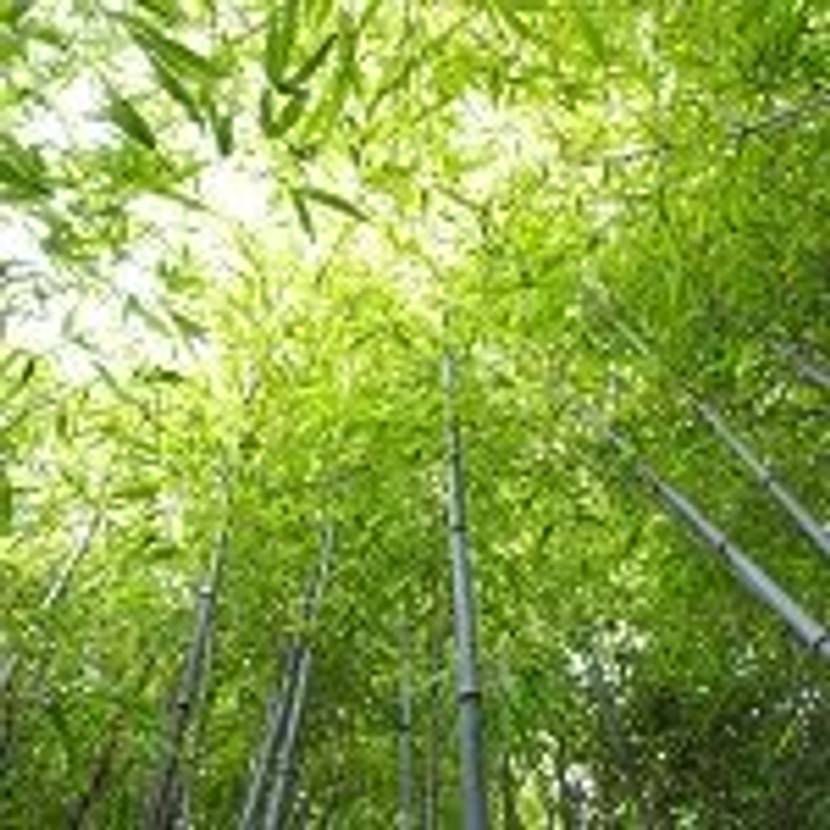 bisset bambus