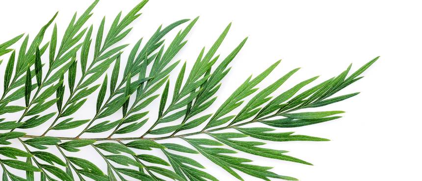 Australische Silbereiche Pflege der Pflanze zu jeder Jahreszeit