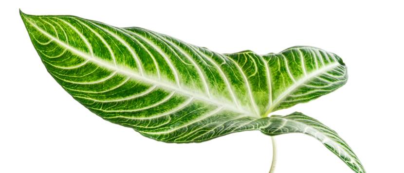 blatt der xanthosoma lindenii