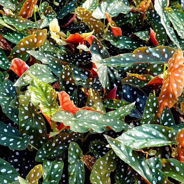 Blattbegonie 5 Tipps zur richtigen Pflege der immergrünen Zimmerpflanze