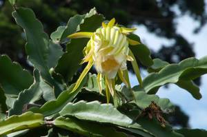 epiphyllum, eine der vielen arten von blattkakteen