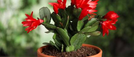 haworthia marginata Haworthia Pumila x Marginata