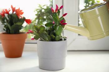 Blattkakteen: 6 Pflegehinweise und Tipps zum idealen Standort