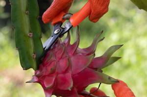 steckling wird mit gartenschere abgeschnitten