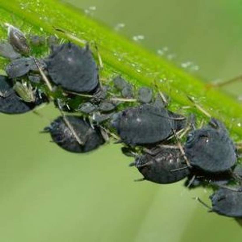 hier eine schwarze Blattlausart