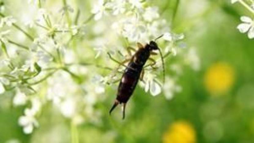 Ohrenkneifern einen Unterschlupf bieten