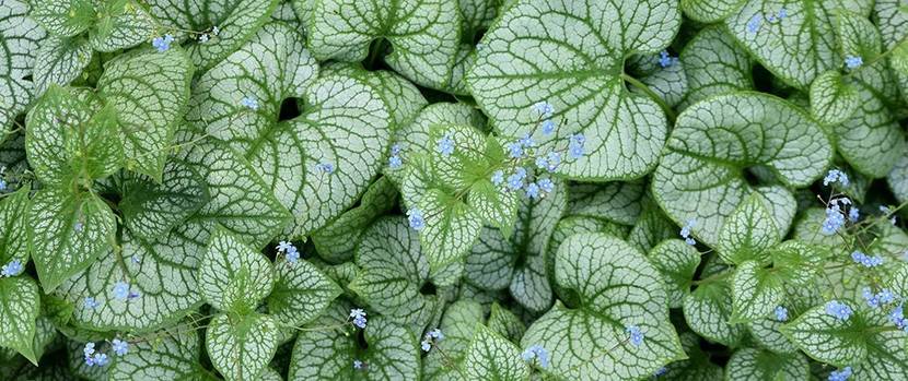 blattschmuckstauden-brunnera