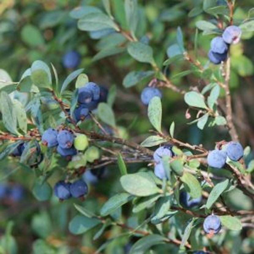 Blaubeeren erntereif