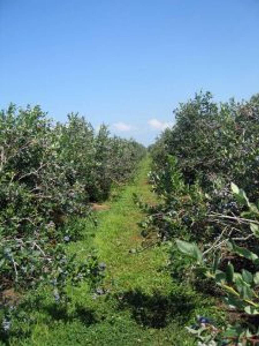 Heidelbeeren im Anbau