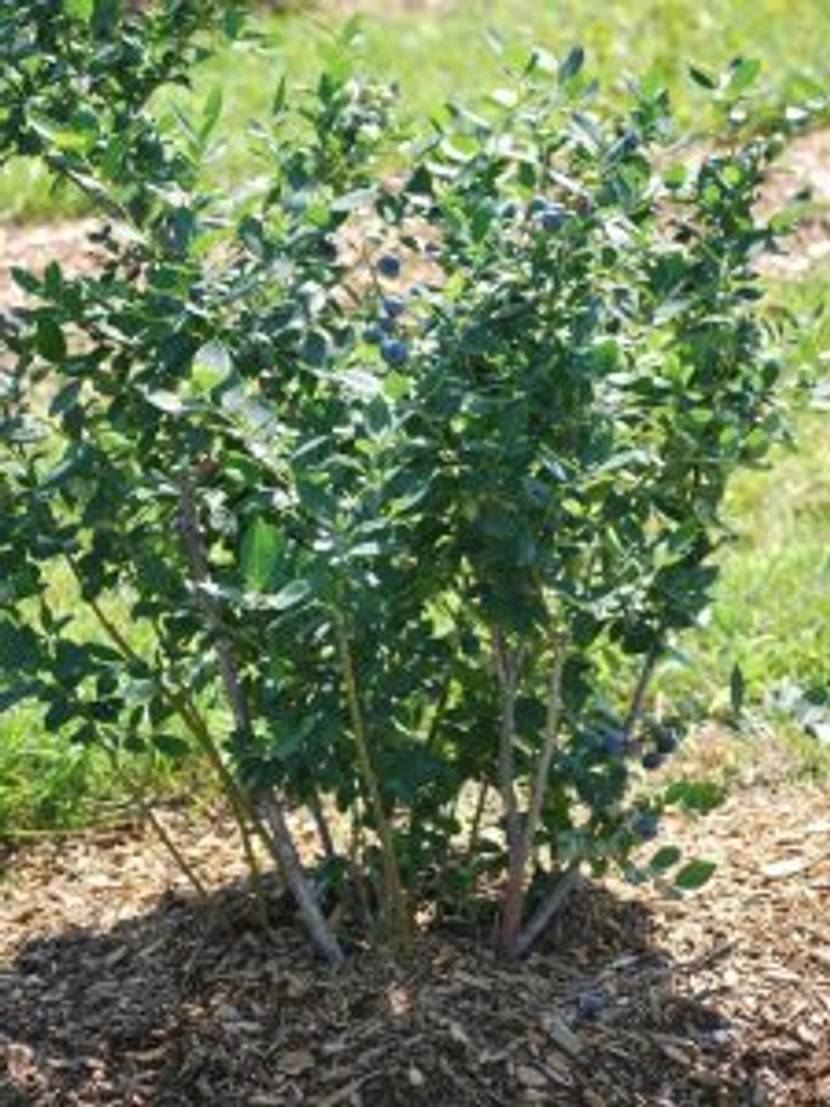 Heidelbeeren brauchen sauren Boden