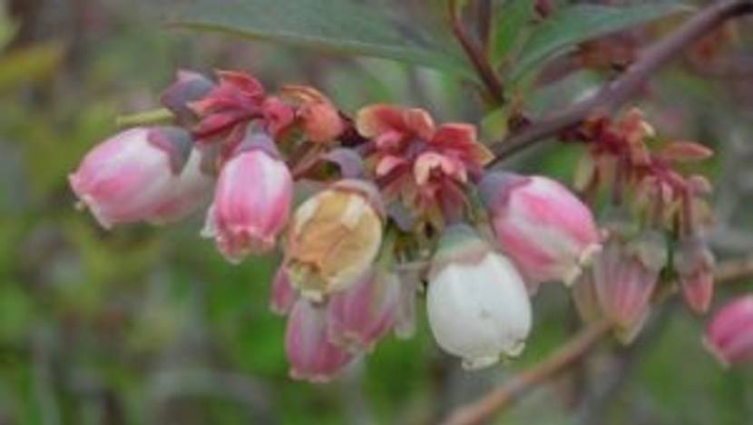Heidelbeeren brauchen die richtige Pflege
