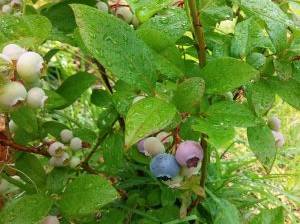 Heidelbeeren in verschieden Reifestadien