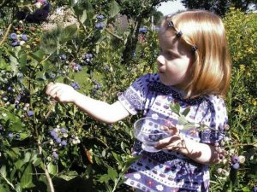 Blaubeeren sind ideal für einen Naschgarten