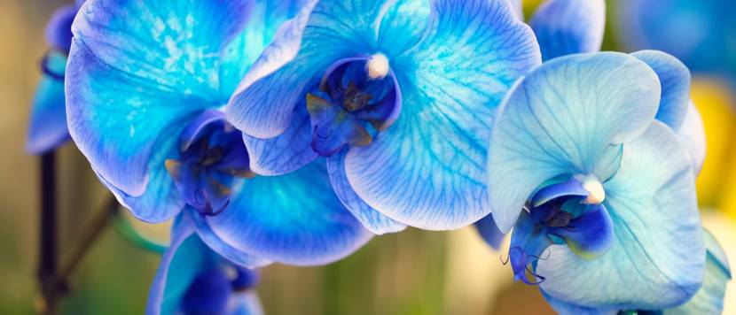 blaue malaienblume