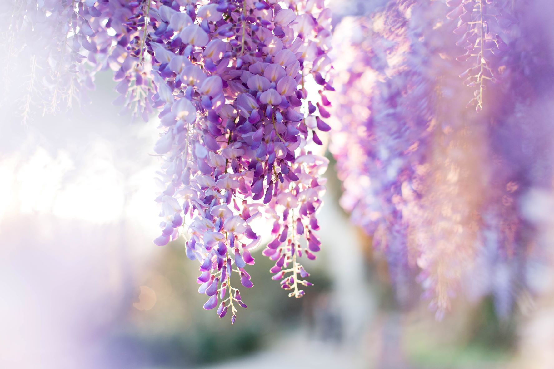 Schwarzugige Susanne - Samen 5 Samen Chinesischer Blauregen, Wisteria  Sinensis, Bltentrauben Weie Wisteria