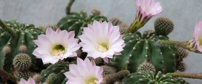 bluehender seeigelkaktus