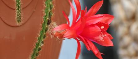 mammillaria elongata cristata kaufen Mammillaria elongata cristata 'Brain Cactus'