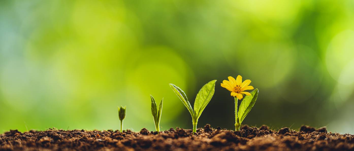 Blumensamen einpflanzen Eine Anleitung zur Vorkultur in 6 Schritten