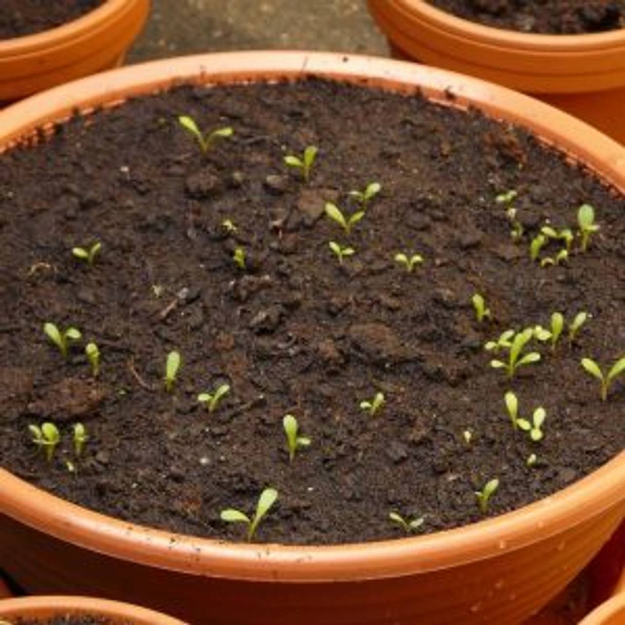 Blumen im Frühjahr säen Blumen vorziehen oder direkt säen heimwerker.de