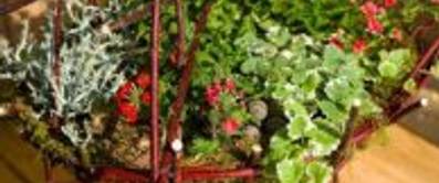 Blumen als Mitbringsel und Partygeschenk
